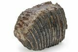 Partial Fossil Woolly Mammoth Upper M Molar - Siberia #238756-2